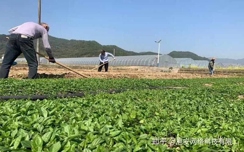 保障北京食材供应稳定,菜篮子工程发挥大用