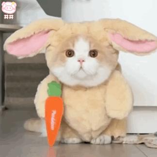兔耳朵猫表情包图片