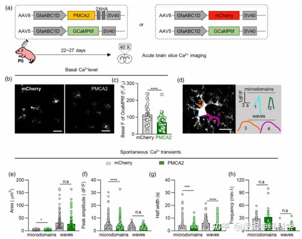 Glia Ca2 glia-ca2