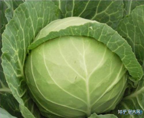 球花甘蓝的经典吃法