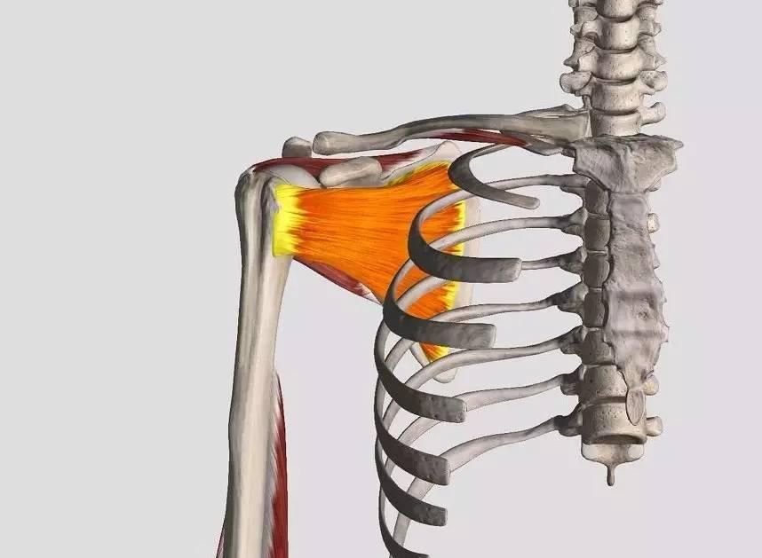 74疼痛弧试验:在肩外展60—120°范围内时,因冈上肌腱与肩峰下摩擦