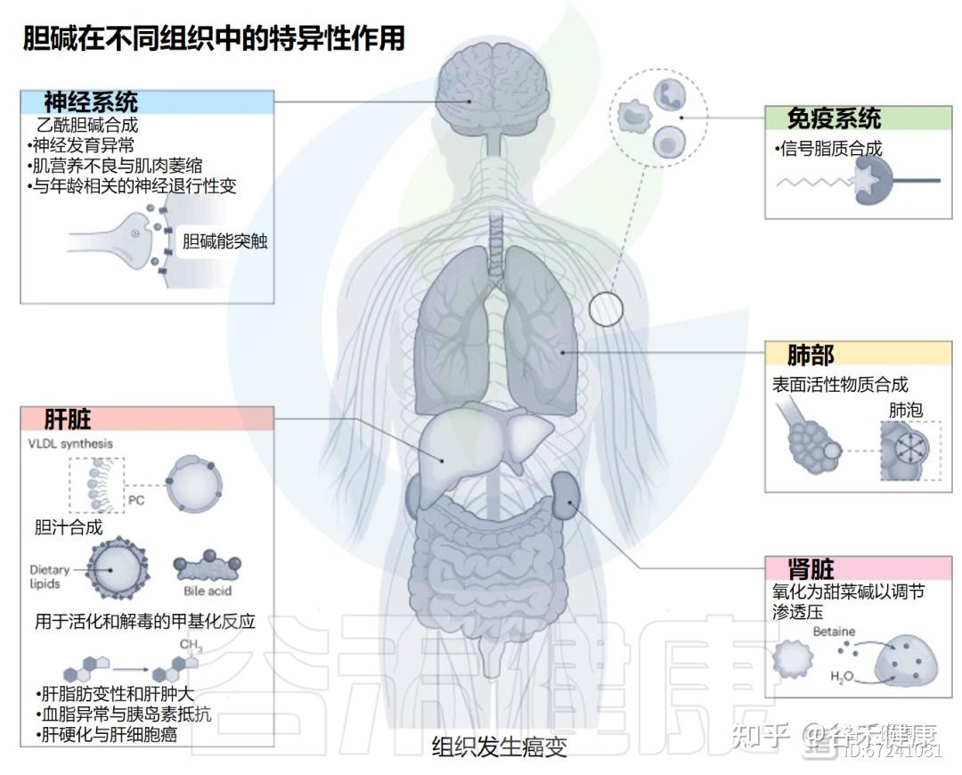 什么是胆碱，它与人体疾病有什么关系，如何平衡膳食胆碱 - 知乎
