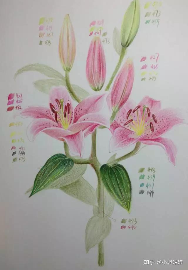 彩铅画入门教程百合花果断收藏全套视频教程下载