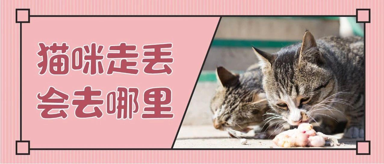 猫咪都是怎么走丢的 总结10个丢猫案例 减少90 丢猫隐患 知乎 猫咪都是怎么走丢的 总结10个丢猫案例 减少90 丢猫隐患 知乎