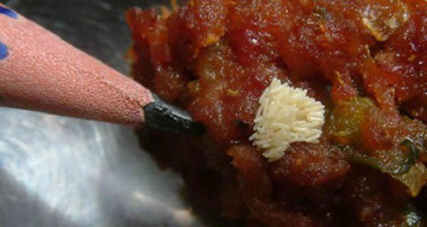 白色虫卵是是什么苍蝇怎么办会孵化寄生吗是什么苍蝇白色虫卵是什么