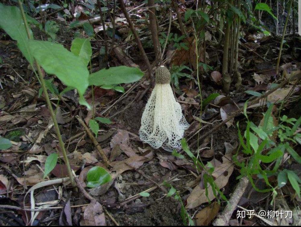 会开花的腐臭蘑菇:鬼笔科真菌