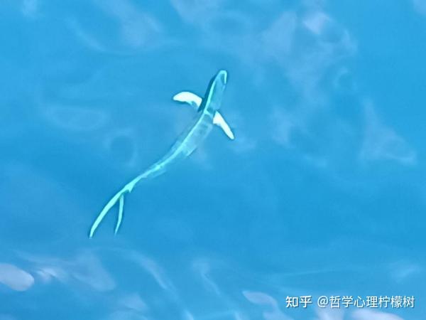 总是游在海面的鬼头刀鱼 - 知乎