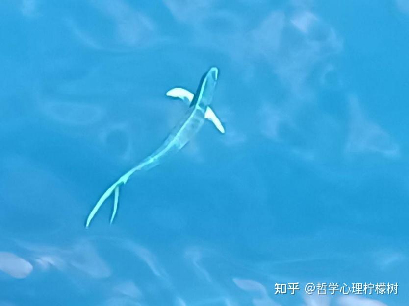 总是游在海面的鬼头刀鱼 - 知乎