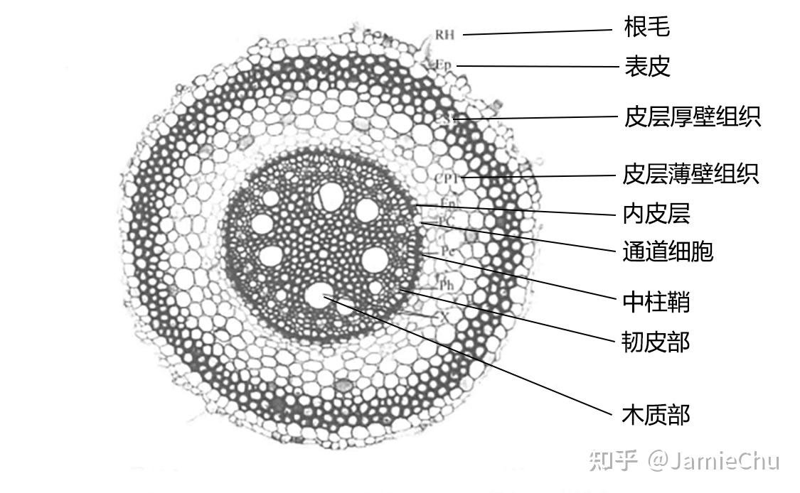 玉米根横切手绘图图片