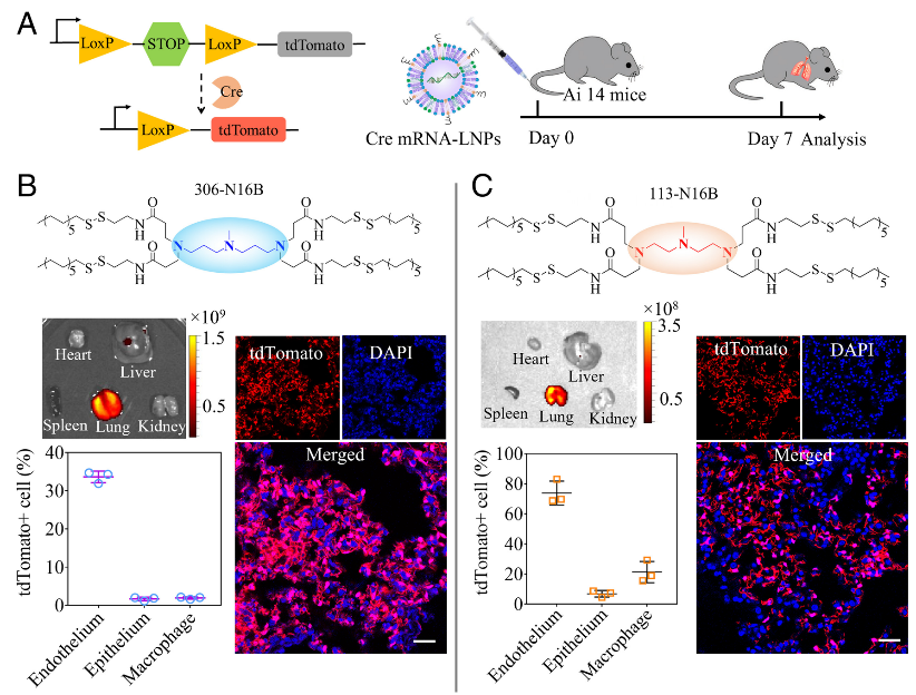 PNAS | Lung-selective mRNA delivery of synthetic lipid nanoparticles ...