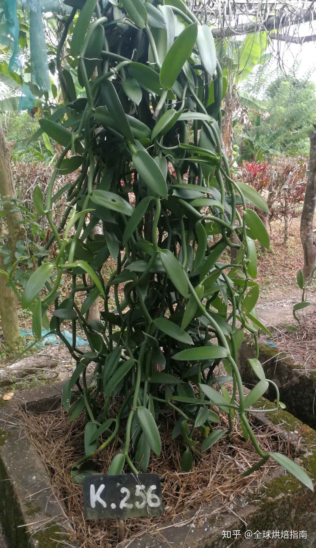 世界上最贵的香料 | 香草荚的认识 - 知乎