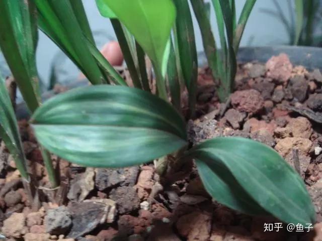 兰花推荐:兔耳兰的鉴赏以及栽培养护 - 知乎