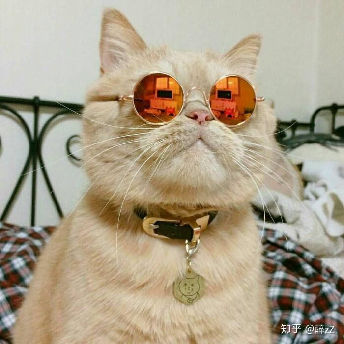 求带眼镜的猫咪头像?像这张图一样?