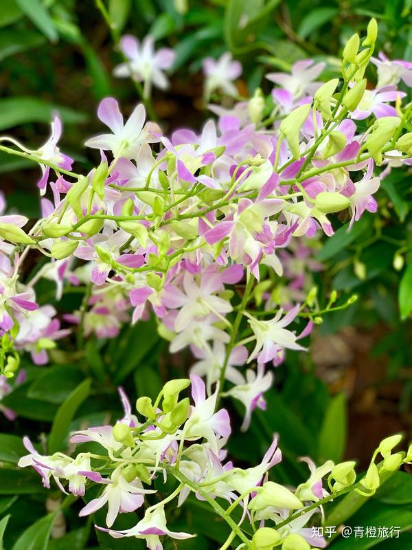 新加坡植物园——胡姬花的天堂 - 知乎