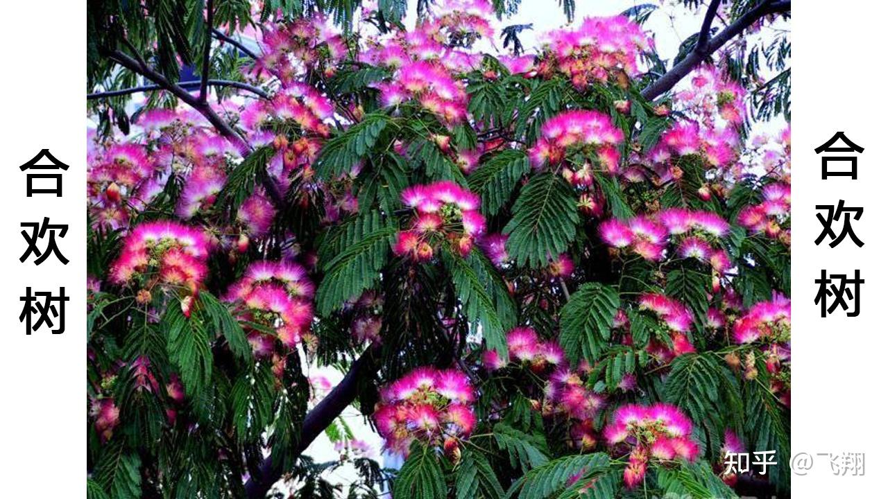 《山海经图解第二篇:迷榖》一种神奇的树