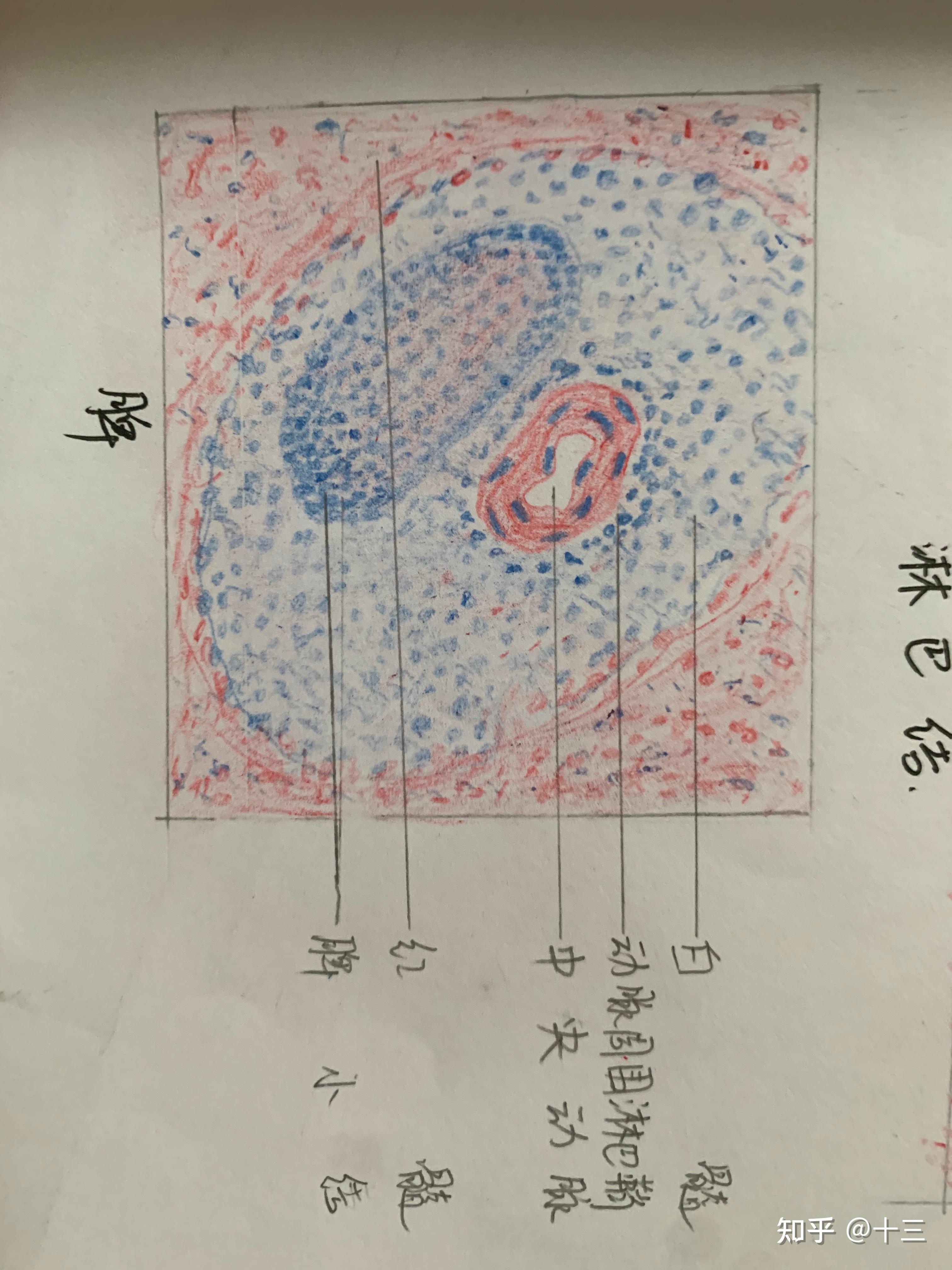 子宫红蓝铅笔手绘图图片