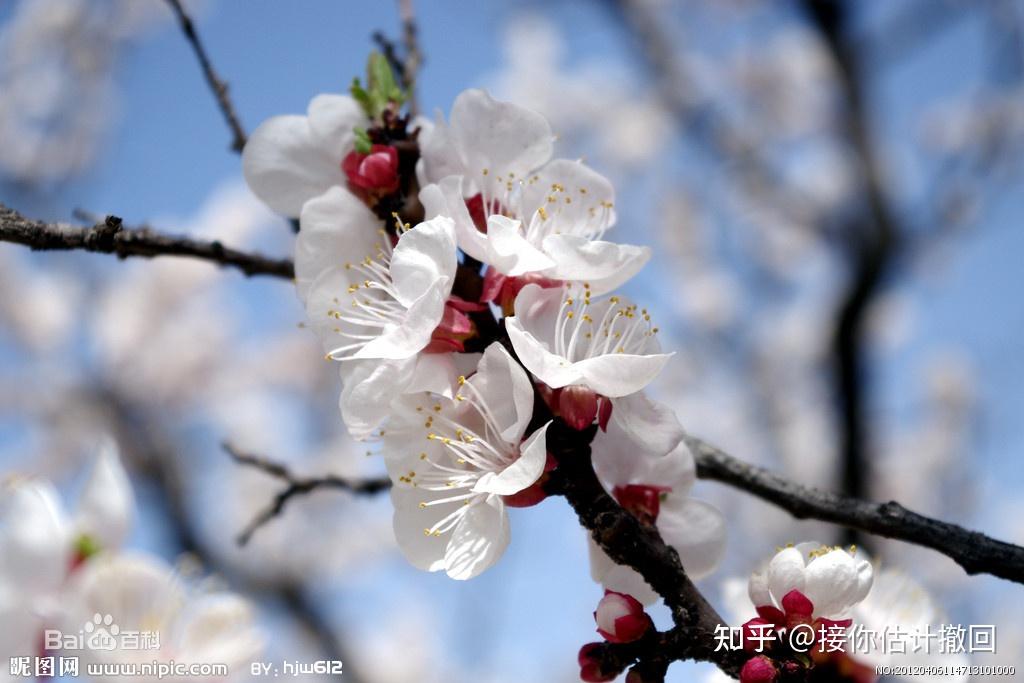 植物識別丨如何區別桃花杏花李花櫻花和梨花