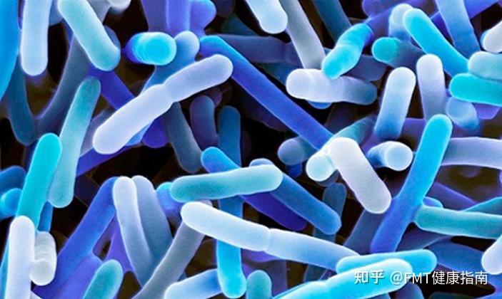 Bifidobacterium longum科普介绍 - 知乎