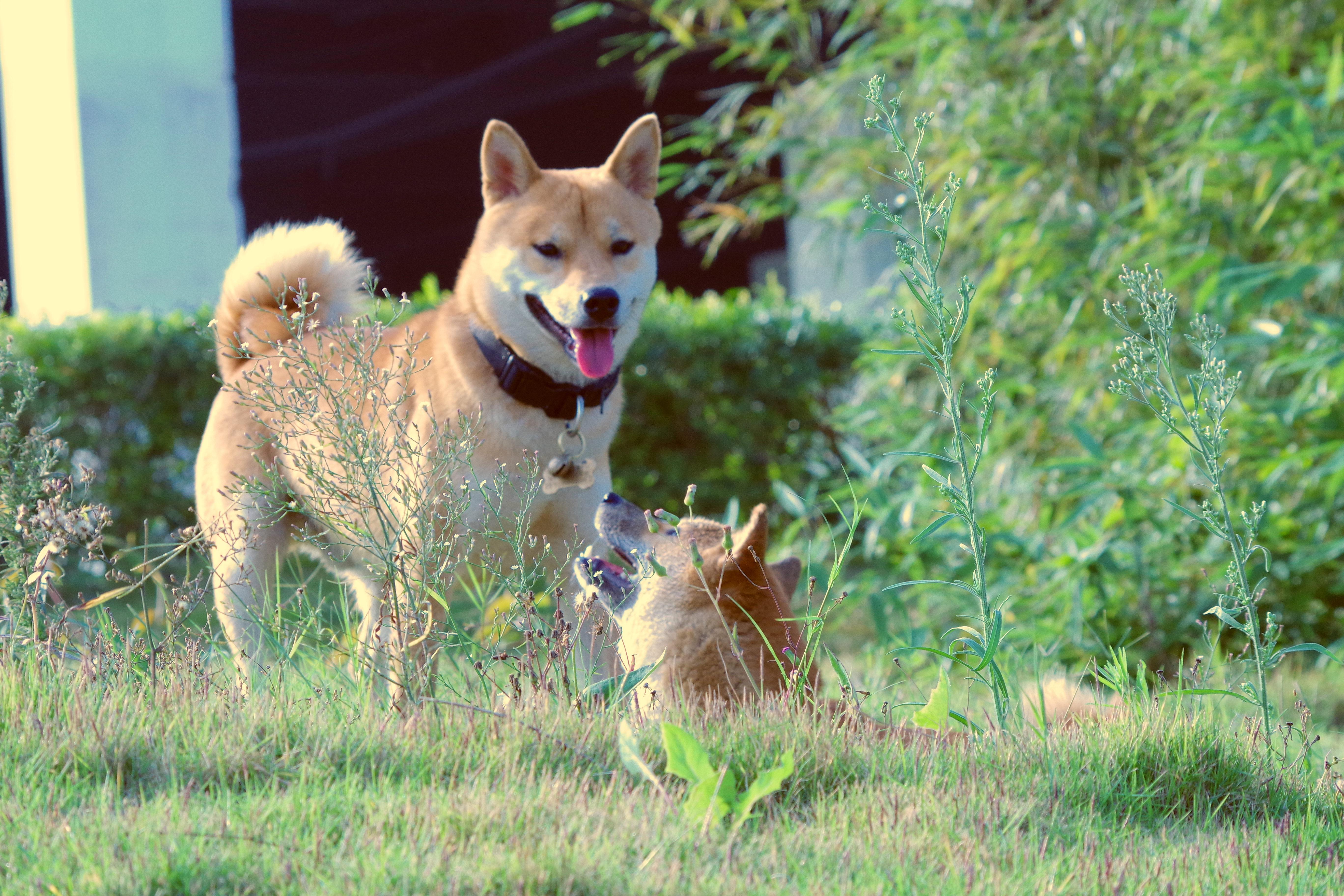 为什么中国很少有人遛柴犬?