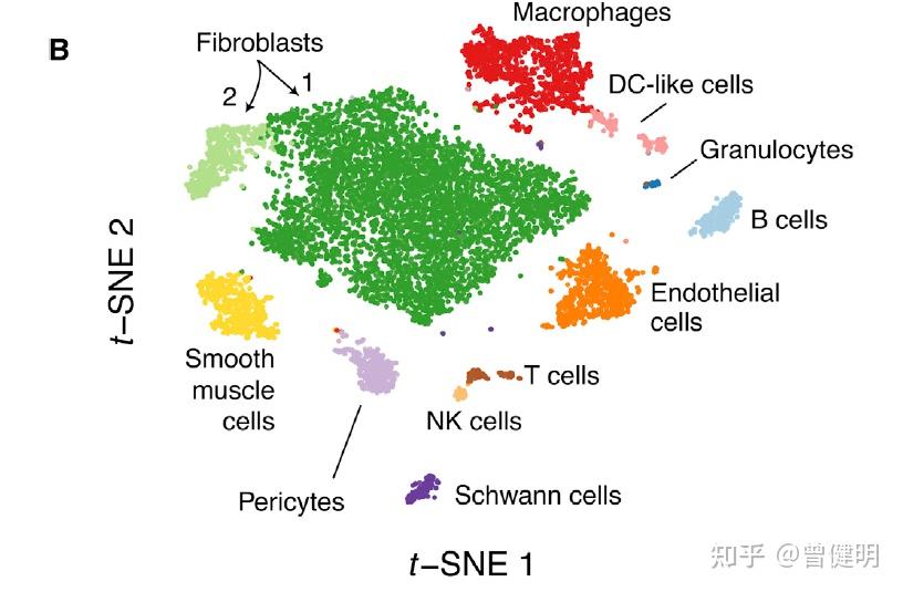 Fibroblasts smooth Muscle Cells Fibroblasts smooth muscle cells