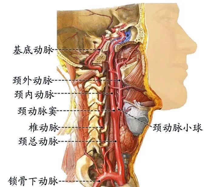 脖颈处有着极为重要的颈动脉,它是维持着头部供血的重要血管
