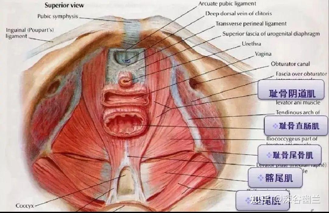透过会阴穴了解病变 知乎 3465