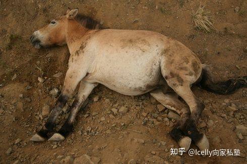 野马用愤怒,消灭了自己