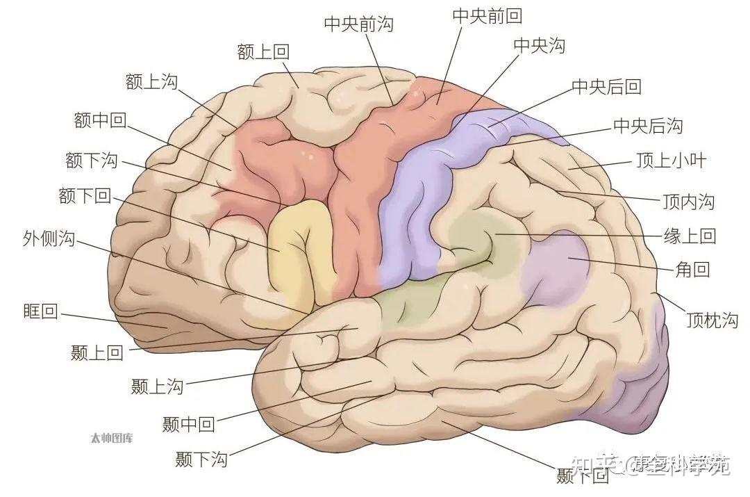 神经功能解剖 - 知乎