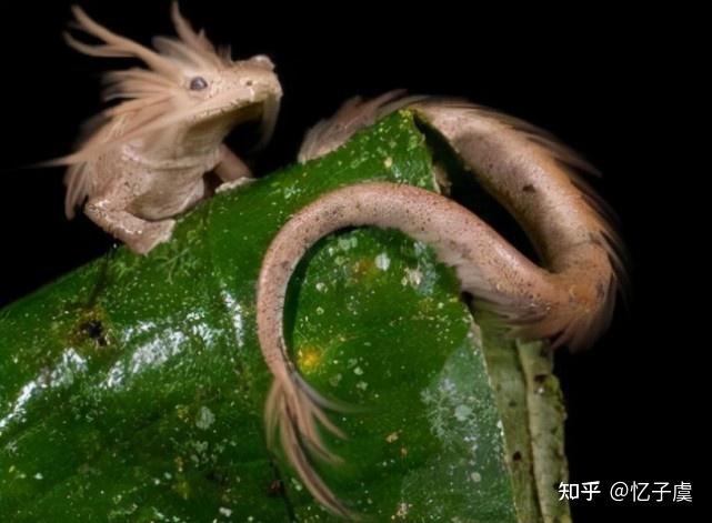 06年昆仑山龙吃人之谜