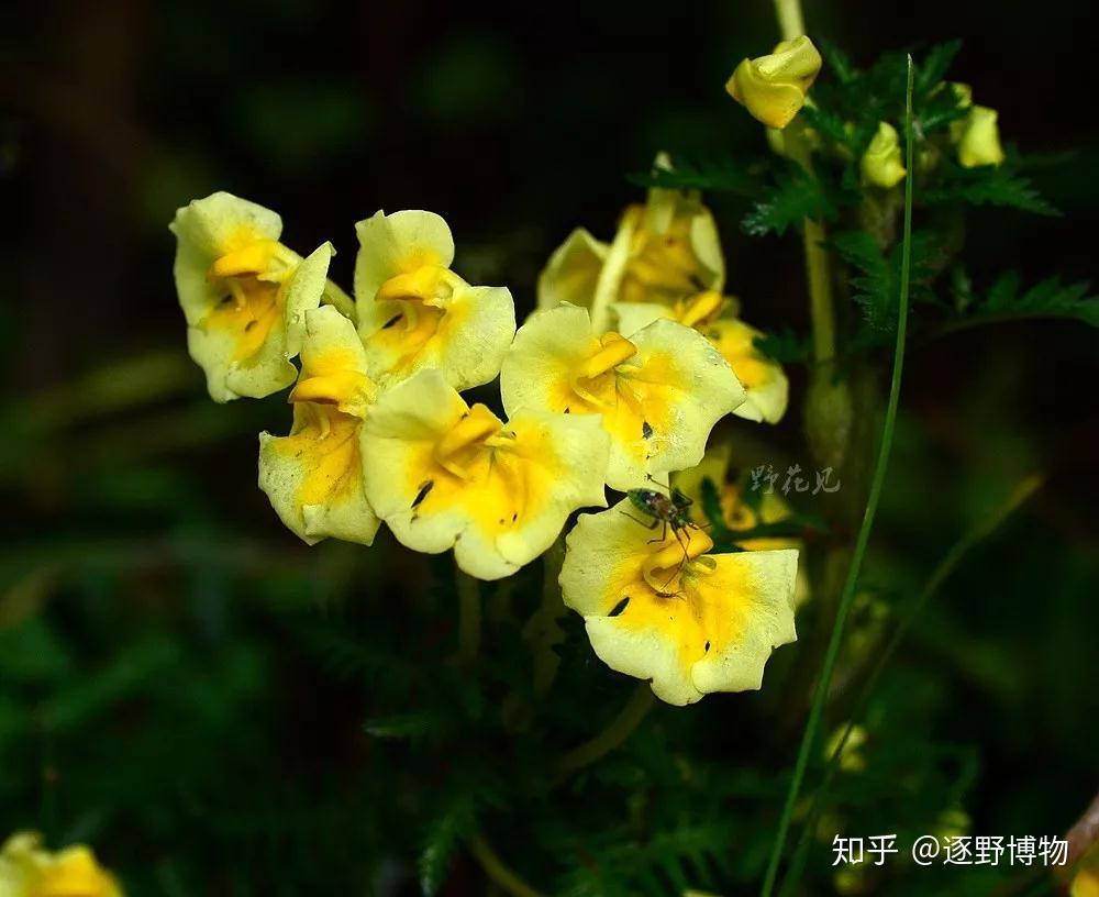 每周野花系列第14期——马先蒿 - 知乎