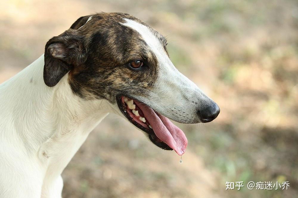 “稀有”灵缇犬,新手能养吗? - 知乎