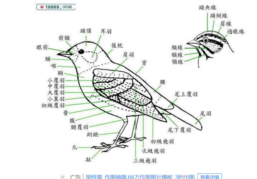 动物结构图简图图片