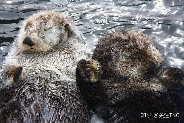 看到萌萌的海獭在吃海胆?其实它们是在拯救海洋! - 知乎