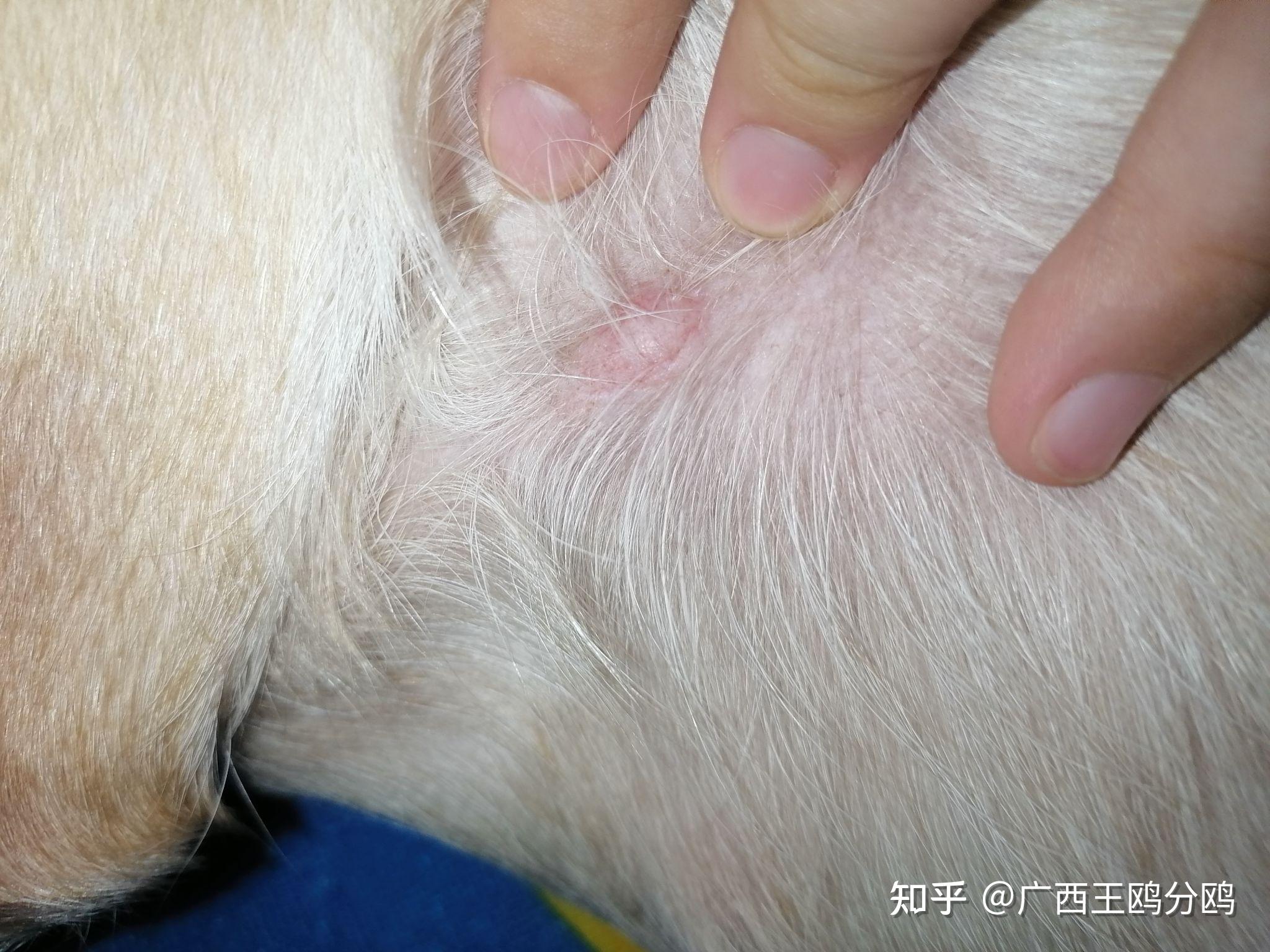 狗狗纤维瘤长大图片