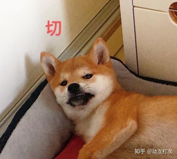 家裡有一隻可愛的柴犬寶寶是什麼體驗