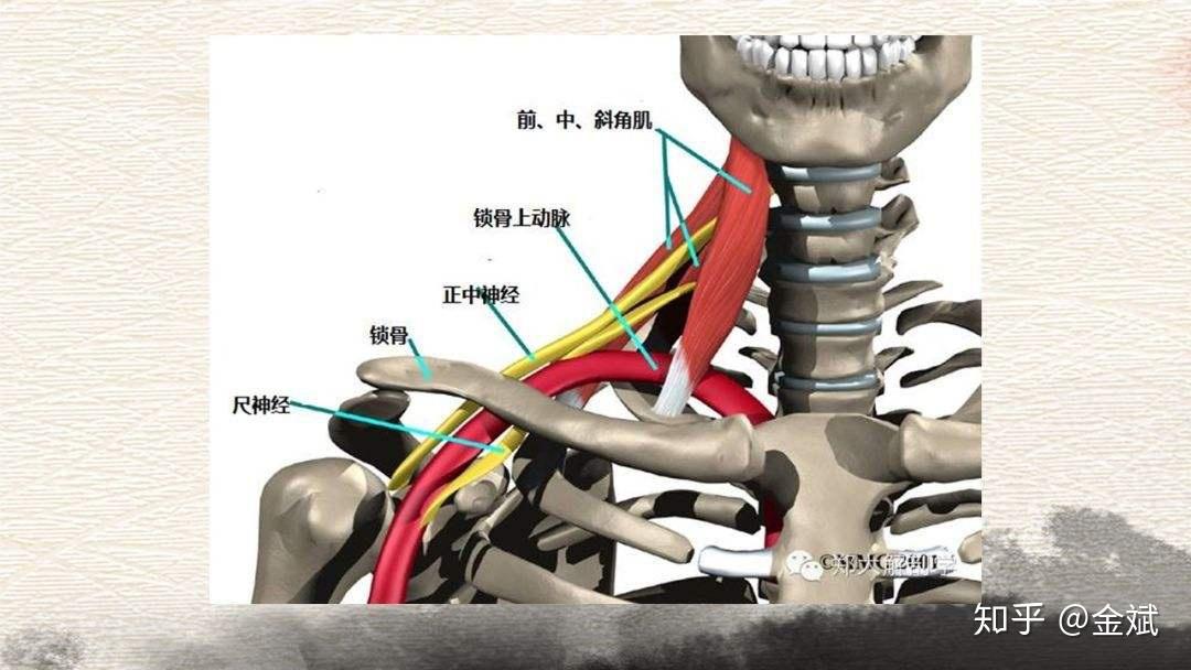 颈神经根分支以及颈部动脉穿过的位置受到卡压而引起的手臂胸廓的感觉