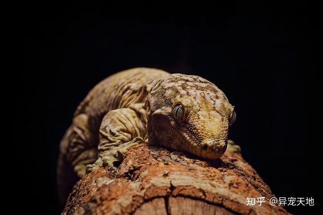 巨人守宫:独特的爬宠伙伴 - 知乎