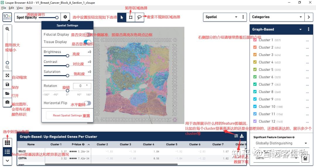 空间转录组测序：数据可视化介绍loupe browser—百迈客生物 知乎