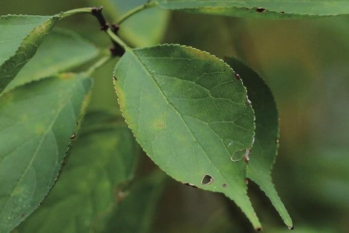 梅- 四季观花图鉴 - 知乎书店