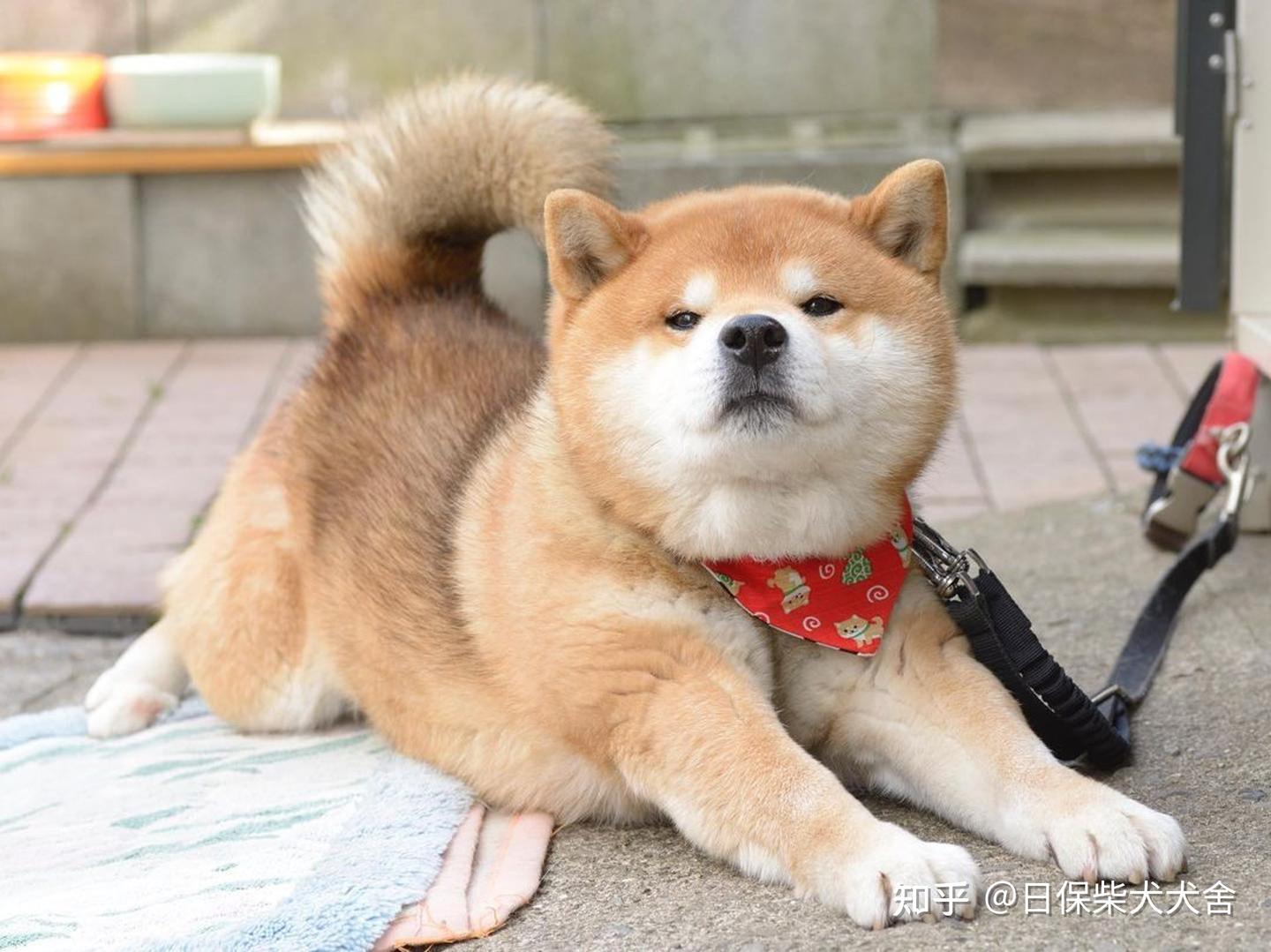 为何柴犬喜欢在地上打滚?6大原因狗主必知 - 知乎