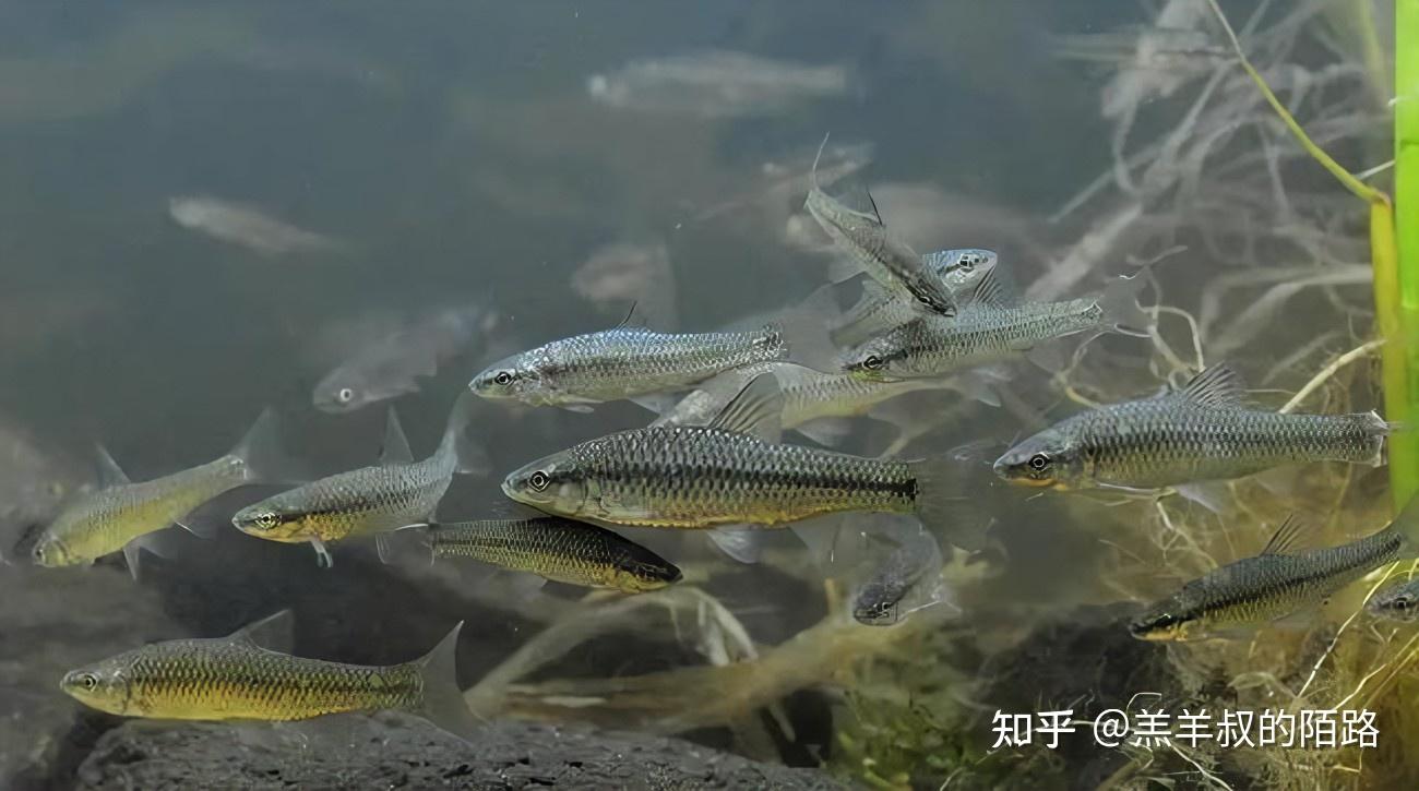 渔乐杂谈:四大家鱼是什么?各有何特点?常见的鲤鱼又为何落榜? - 知乎