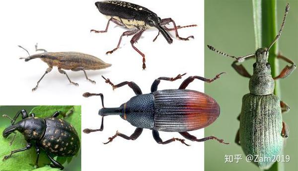 益虫 害虫 老是分不清楚 图鉴它们 驱除敌军 害虫篇 知乎