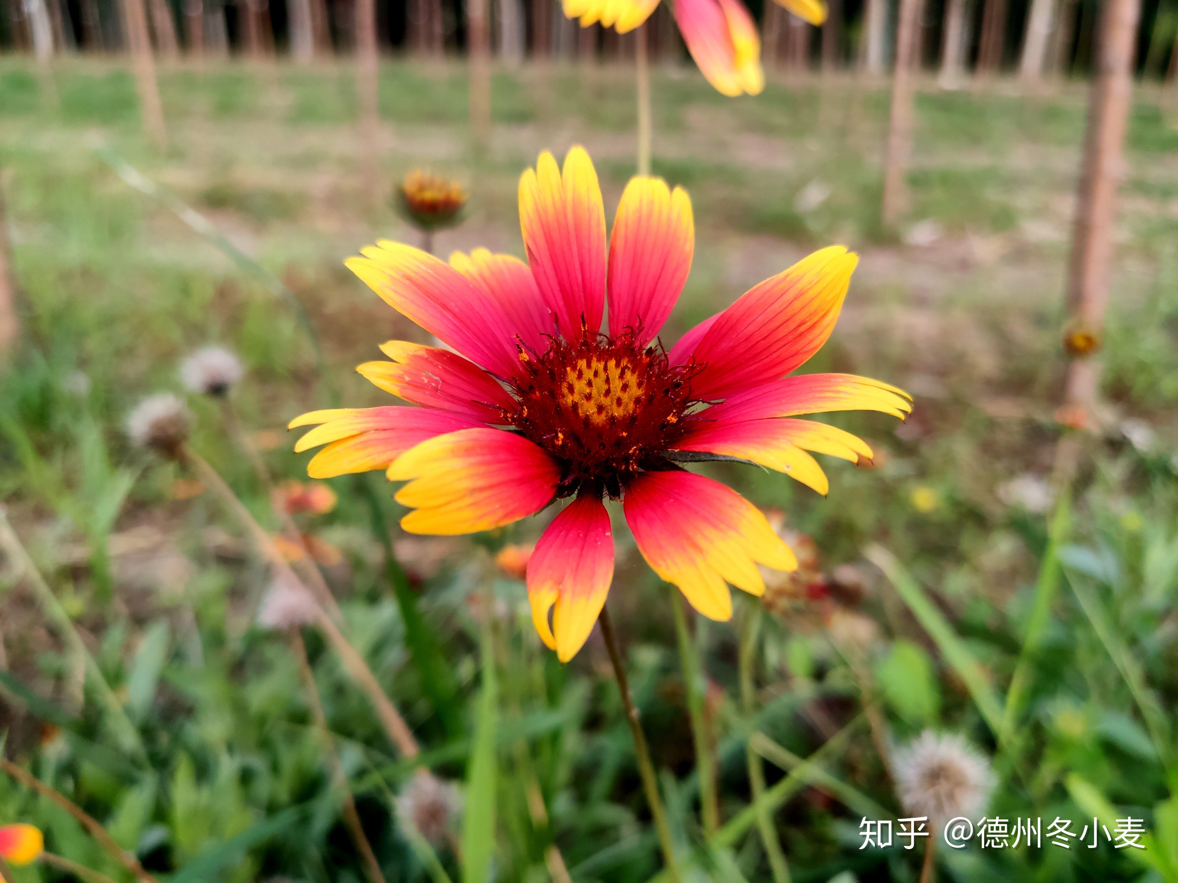 米9手机记录的漂亮花卉——矢车天人菊