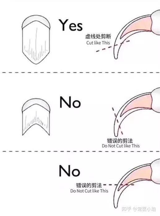 如何给猫咪剪指甲图解图片