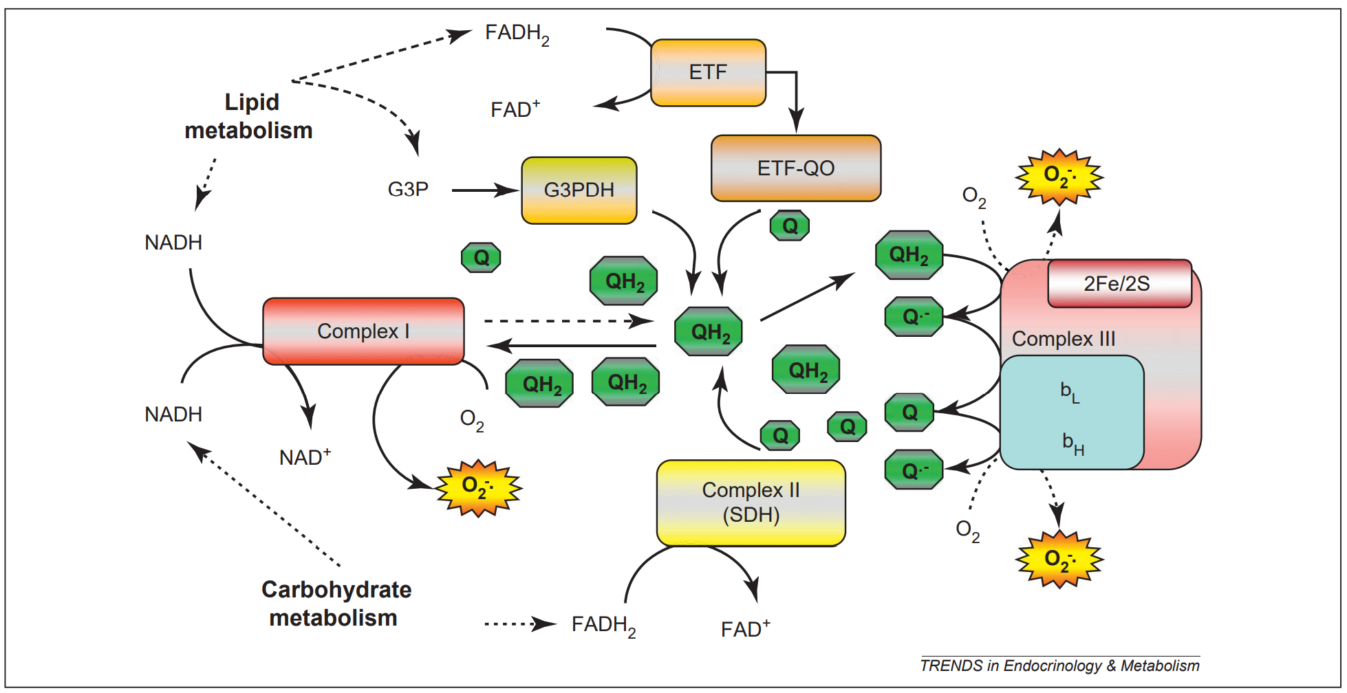 葡萄糖或脂肪酸氧化生成的fadh2与nadh在线粒体电子