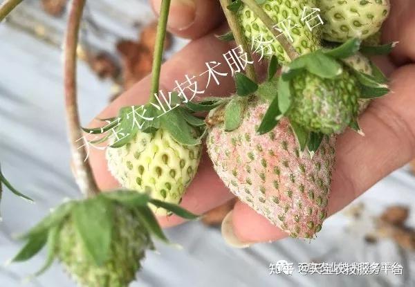 草莓軟果,爛果嚴重怎麼辦?