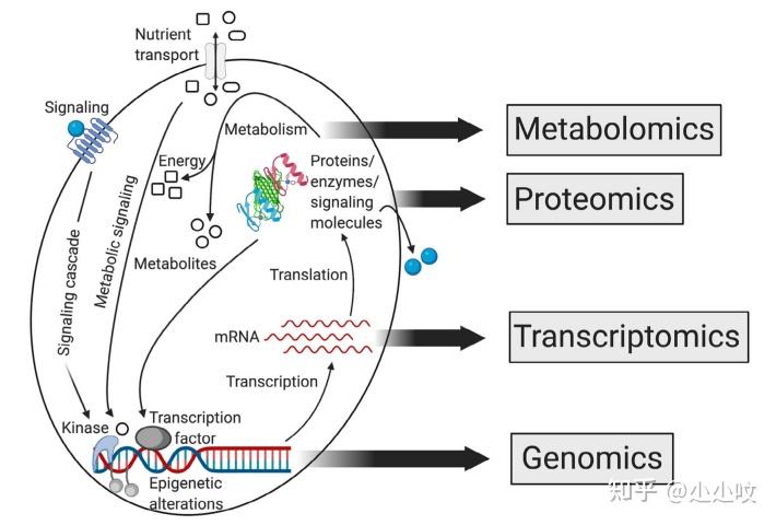 神刊综述 | CA：代谢组学在癌症研究和临床肿瘤学中的新应用 - 知乎