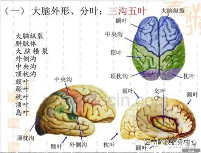 脑分为:大脑,小脑,间脑(包括丘脑和下丘脑)和脑干(包括延脑,桥脑和中