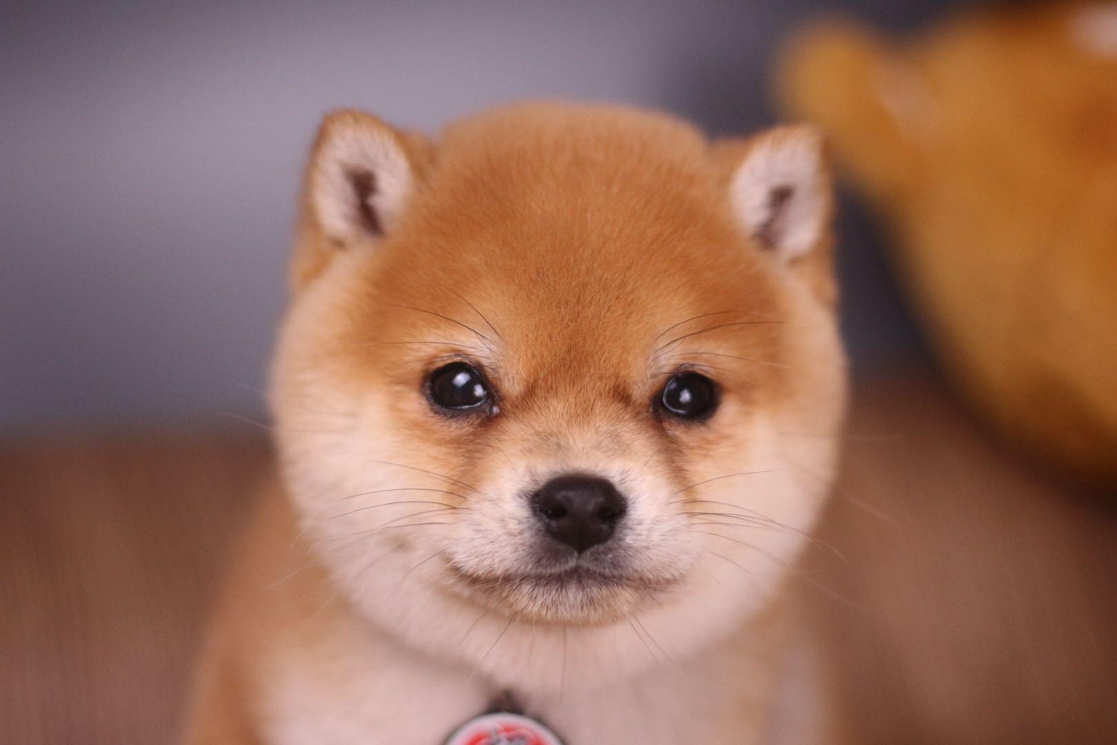 柴犬幼犬大概多少钱一只柴犬价格深度剖析