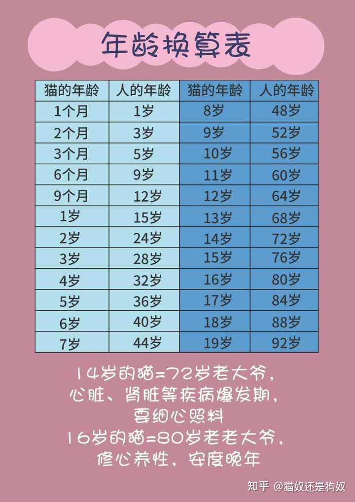 猫咪最新年龄对照表宠主一定要珍惜自家猫
